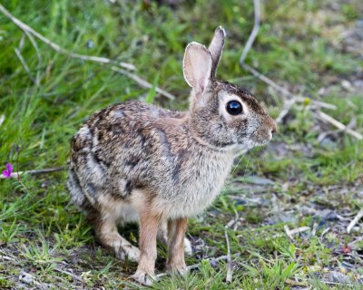 May 13 10 WSU Vancouver Rabbit-9.jpg
