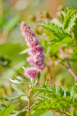 Burnt Bridge Creek, Flowers and Bees, July 14 09