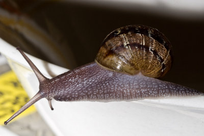 Snail Macros, May 25 10