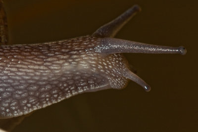 May 25 10 Snail Macros-12.jpg