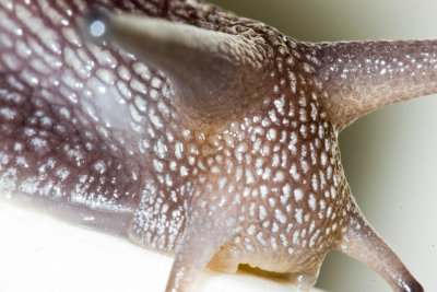 May 25 10 Snail Macros-14.jpg