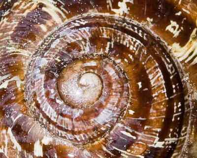 May 25 10 Snail Macros-3-2.jpg