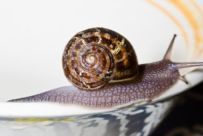 May 25 10 Snail Macros-3.jpg