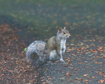 Robin and Squirrels -- Vancouver Park, My 26, '10