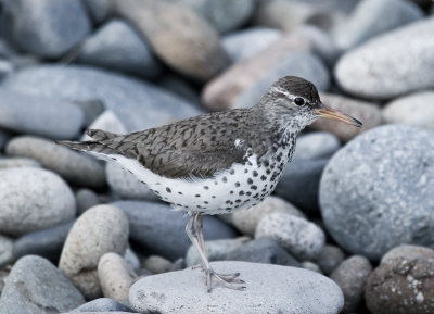 June 18 07 Birds of Camas -143.jpg