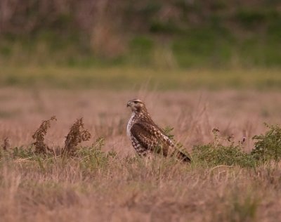 Oct 27 07 Ridgefield Refuge-441-2.jpg