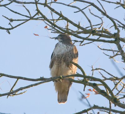 Oct 30 07 Ridgefield Refuge 5d-147.jpg