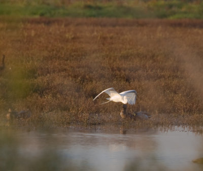 Oct 30 07 Ridgefield Refuge 5d-352.jpg