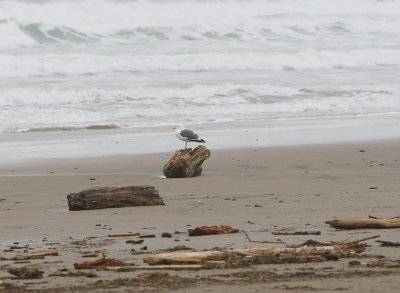 Dec 14 07 Oregon Coast Flood Zone 1D-7.jpg