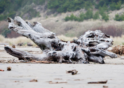 Dec 14 07 Oregon Coast Flood Zone 1D-72.jpg