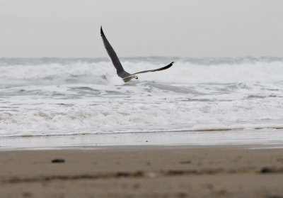 Dec 14 07 Oregon Coast Flood Zone 1D-172.jpg