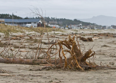 Dec 14 07 Oregon Coast Flood Zone 1D-210.jpg