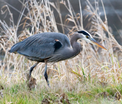 Dec 17 07 Ridgefield WL Refuge-113.jpg