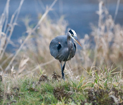 Dec 17 07 Ridgefield WL Refuge-81.jpg