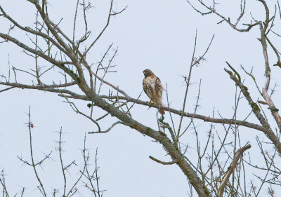 Dec 17 07 Ridgefield WL Refuge-256.jpg