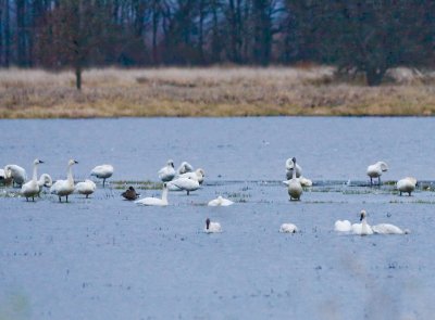 Dec 17 07 Ridgefield WL Refuge-328.jpg