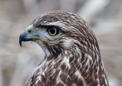 Ridgefield Refuge: Winter and the Eagles Are Here!