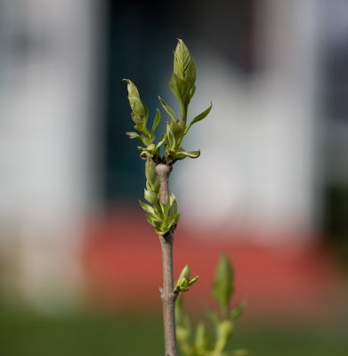 Mar 31 08 Beck New Plants-7.jpg