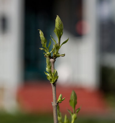 Mar 31 08 Beck New Plants-8.jpg