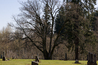 Apr 1 08 Vancouver Cemetery-82.jpg