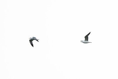 May 9 08 Colum River Birds, Planes-21.jpg