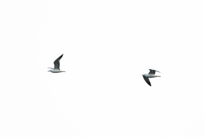 May 9 08 Colum River Birds, Planes-22.jpg