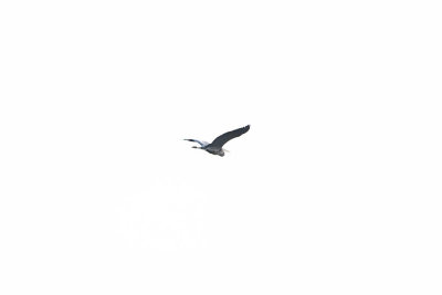 May 9 08 Colum River Birds, Planes-32.jpg