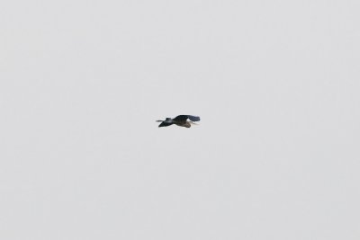 May 9 08 Colum River Birds, Planes-76.jpg