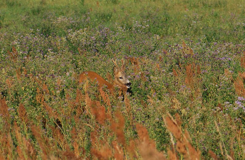 Capreolus capreolus  051.jpg