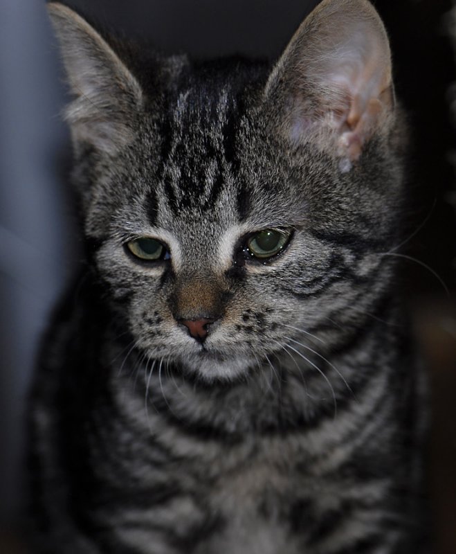 cat 7647.jpg
