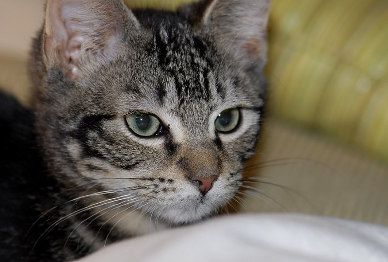 cat 7659.jpg