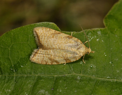 1236 Aleimma loeflingiana 9067.jpg