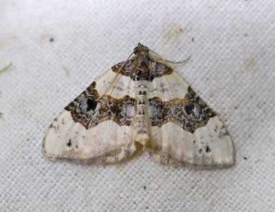 2364 Cosmorhoe ocellata 9074.jpg