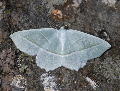 2257 Campaea margaritaria 9287.jpg