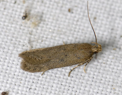 0968   Bryotropha terrella  9408.jpg