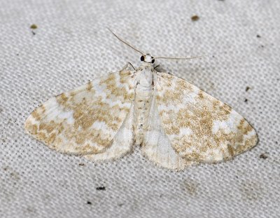 2429 Perizoma flavofasciata 9629.jpg