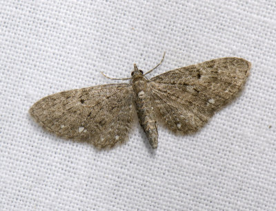 2461   Eupithecia tripunctaria  9654.jpg