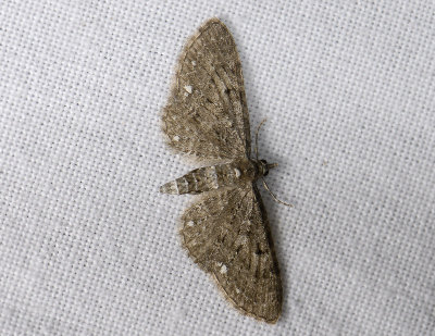 2461   Eupithecia tripunctaria  9657.jpg