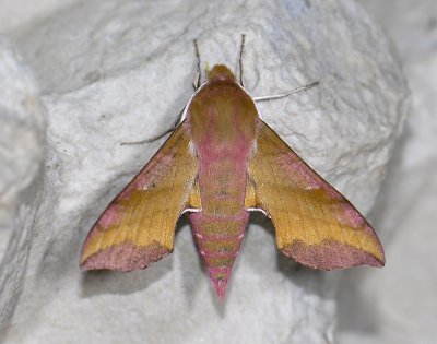 1980 Deilephila porcellus 9676.jpg