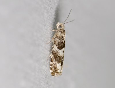 1452   Epinotia demarniana  9778.jpg