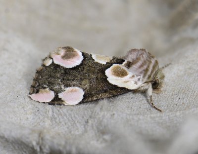 2156 Thyatira batis 9807.jpg