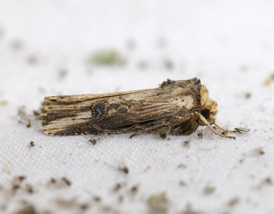 2990 Axylia putris 9818.jpg