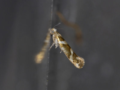 0447 Argyresthia goedartella 9839.jpg
