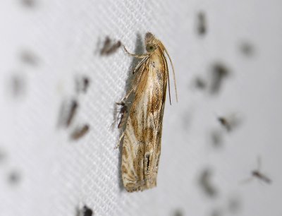 1476   Eucosma cana  0046.jpg