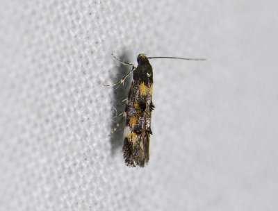 0876 Mompha raschkiella 0137.jpg