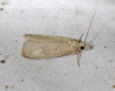 1503 Epiblema grandaevana 0197.jpg