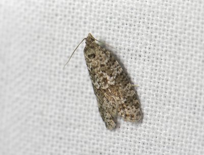 1281   Cnephasia incertana  0296.jpg