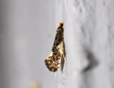 0235 Monopis spilotella 0310.jpg
