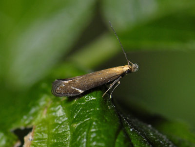 0944 Monochroa cytisella 0480.jpg