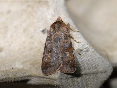 3024 Diarsia brunnea 0524.jpg